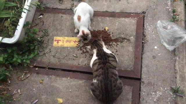 粤超粤BA联赛战火重燃 球迷热情点燃城市激情